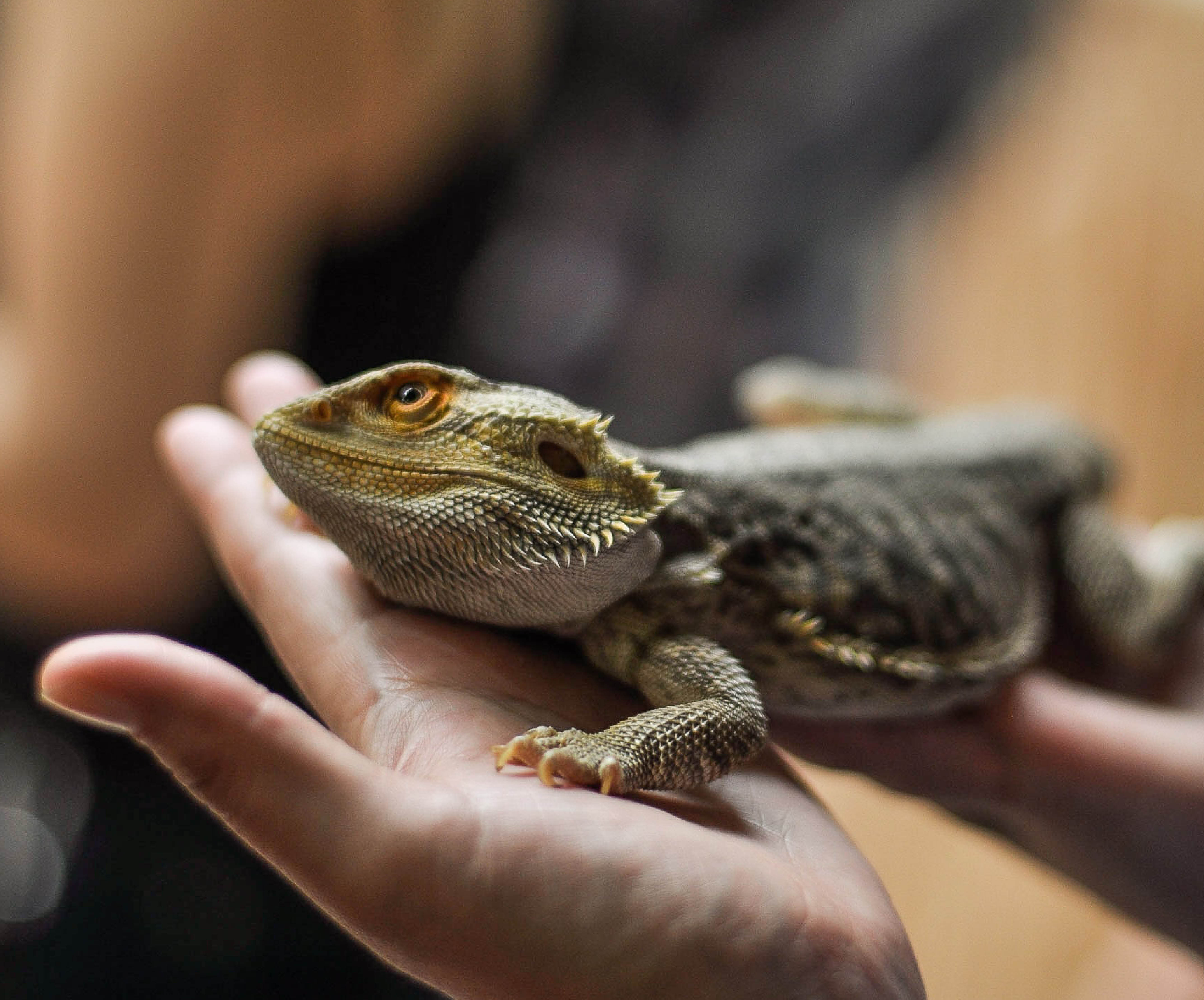 Bearded dragon close up in hands