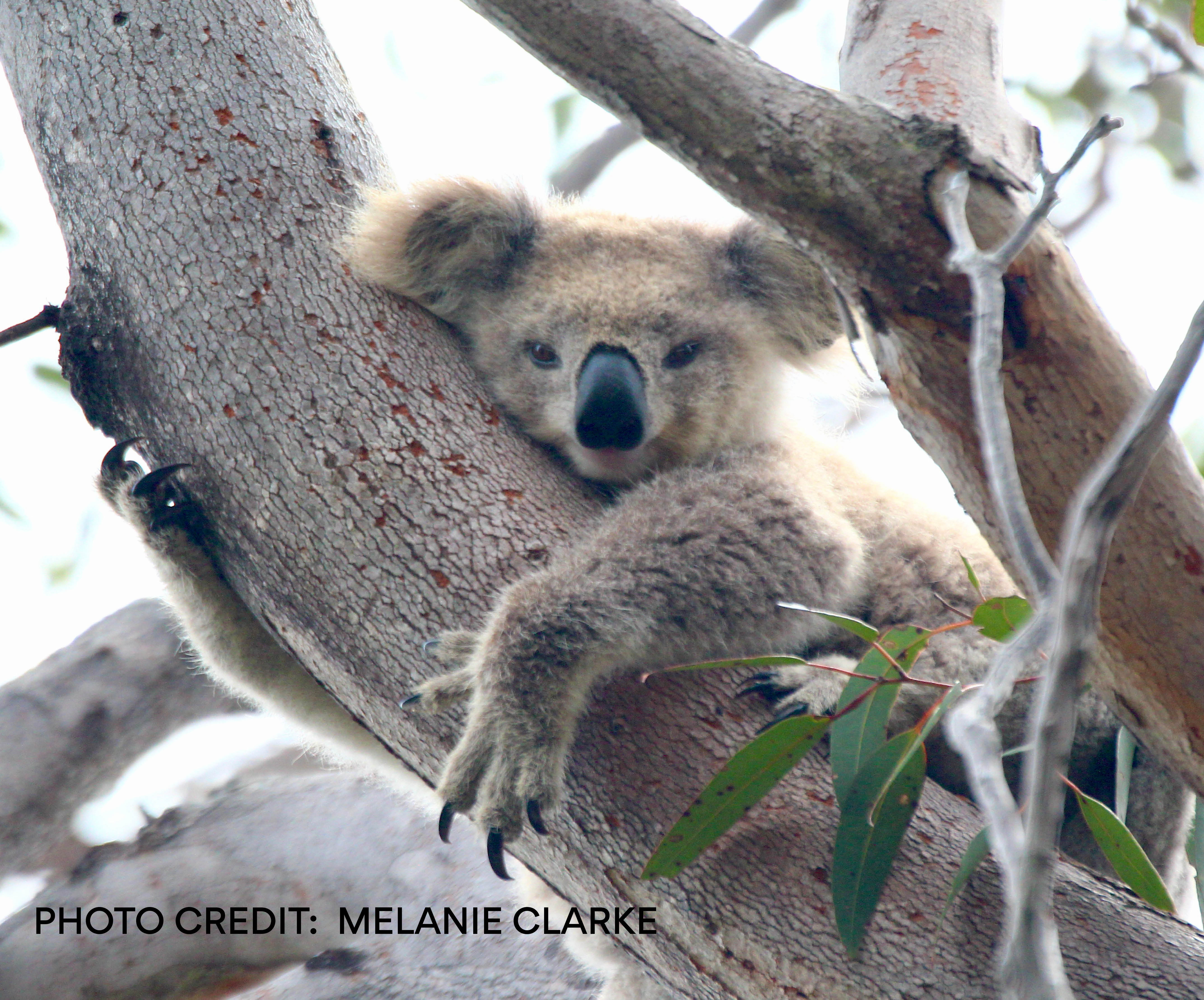 Koala in a tree by Melanie Clarke