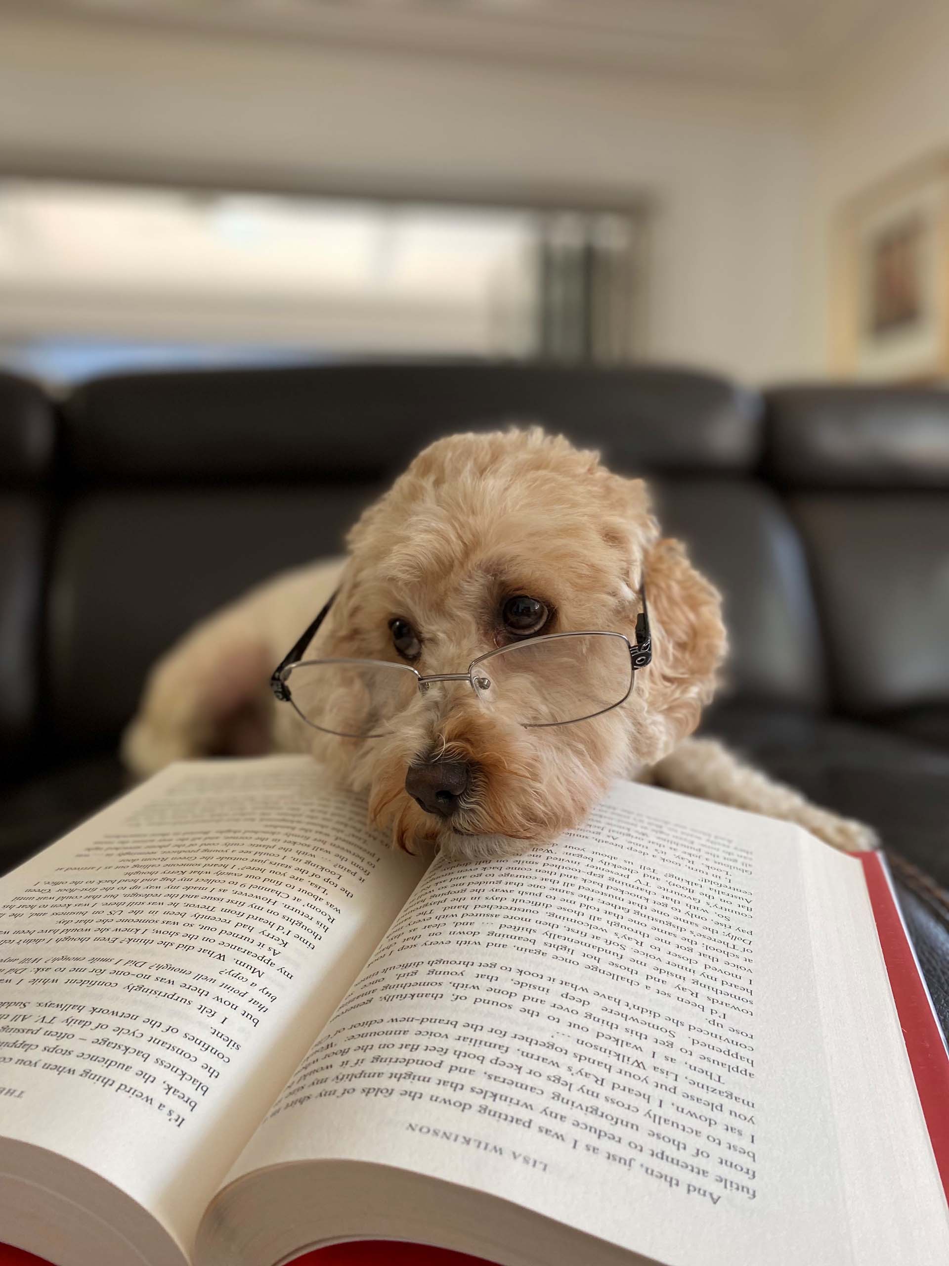A cute dog with head in a book